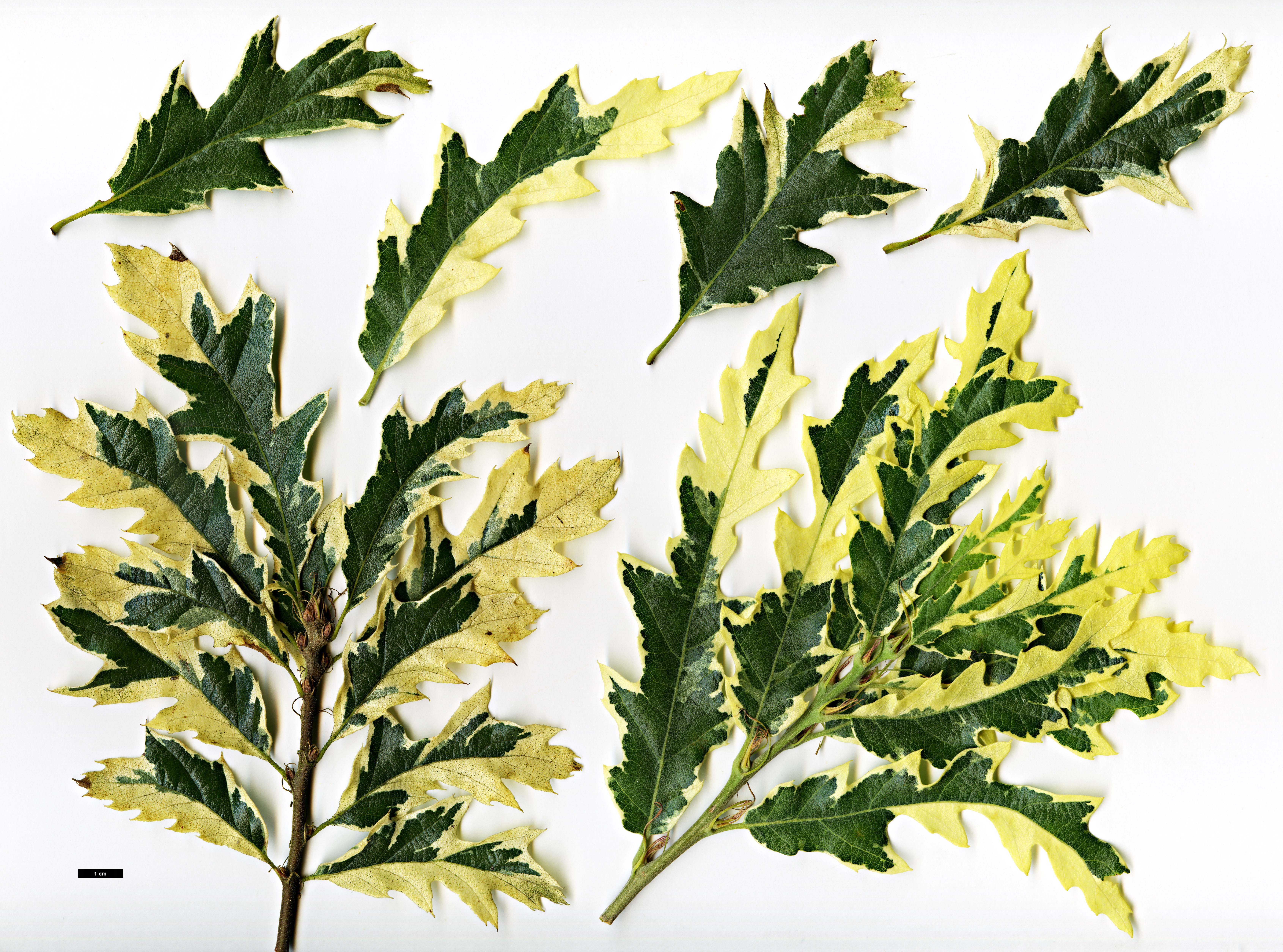 High resolution image: Family: Fagaceae - Genus: Quercus - Taxon: cerris - SpeciesSub: Variegata Group